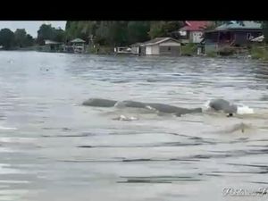 Kemunculan Kawanan Pesut di Sungai Mahakam Dinilai Tak Aneh Kemunculan Kawanan Pesut di Sungai Mahakam Dinilai Tak Aneh