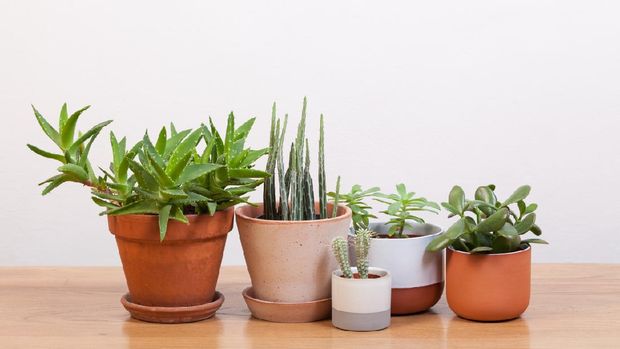 Succulents and various pots.