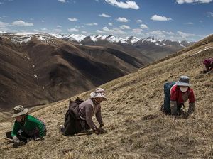 China Perluas Program Kerja Massal di Tibet, Mirip di Xinjiang