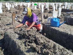 Cerita Petugas TPU Keputih Surabaya, Sehari Makamkan 30 Jenazah COVID-19