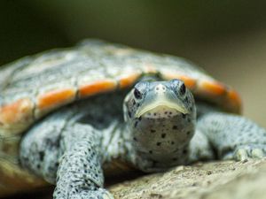 Kekurangan Bahan Makanan, Warga Korea Utara Disarankan Makan Penyu