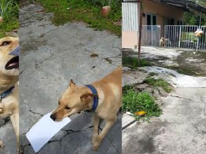 Pintar Banget, Anjing Ini Bantu Tukang Pos Antarkan Surat