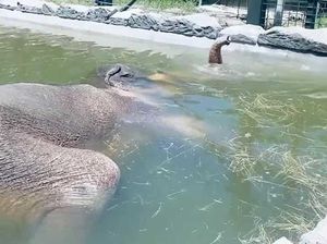 Pernah Lihat Gajah Tertidur Sambil Snorkling?