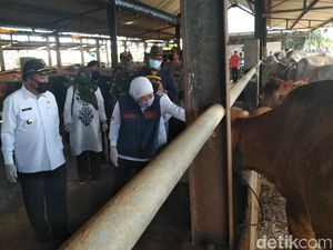 Jelang Idul Adha, Khofifah Pastikan Ketersediaan Hewan Kurban di Lamongan Aman