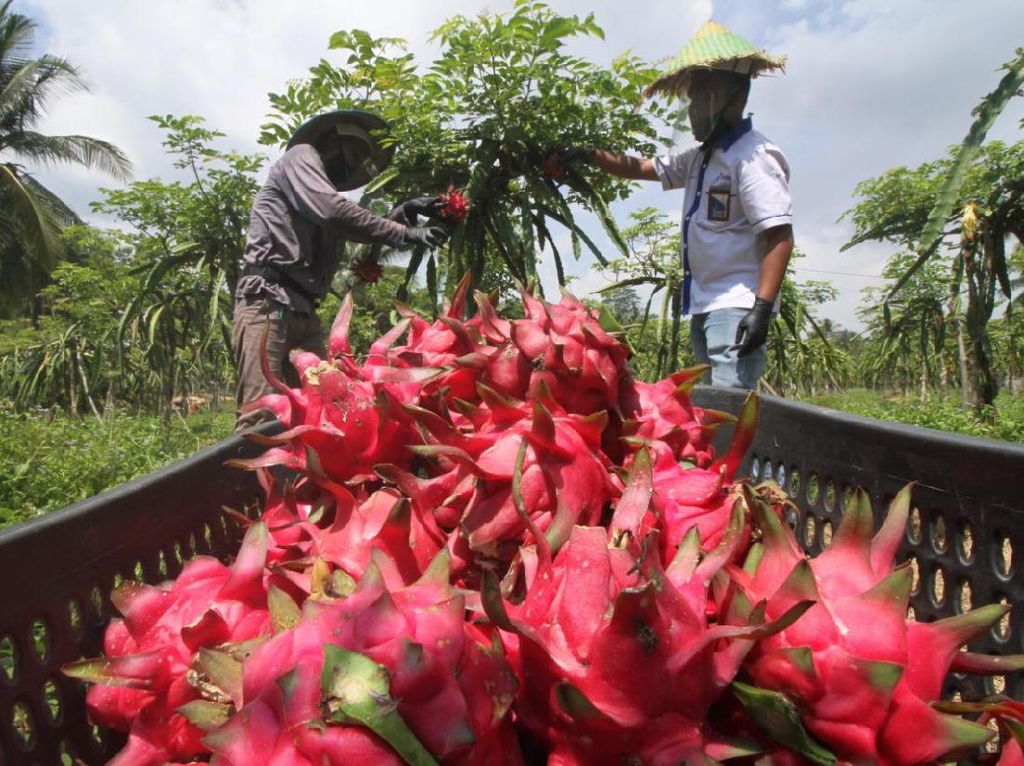 Panen 2.000 Kg, Kebun Buah Naga Bakal Jadi Agrowisata di Lhokseumawe Panen 2.000 Kg, Kebun Buah Naga Bakal Jadi Agrowisata di Lhokseumawe