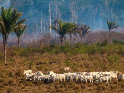 Kita Makan Daging Hewan yang Diberi Makan Kedelai dari Lahan Perusakan Hutan