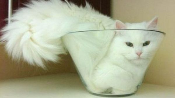 Bukti Lucu Kucing Punya Tubuh Lentur