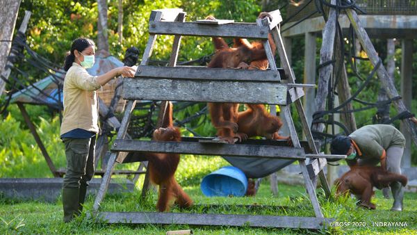 Melihat dari Dekat Pencegahan Corona ke Orangutan di Kalteng