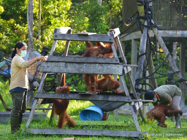 Melihat dari Dekat Pencegahan Corona ke Orangutan di Kalteng