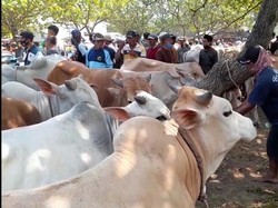 Pasar Hewan Sepi, Pedagang Curhat Omzet Anjlok