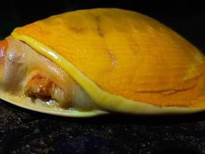Petani India Temukan Kura-kura Kuning yang Langka Petani India Temukan Kura-kura Kuning yang Langka