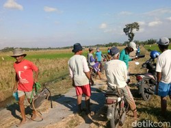 Ratusan Hektare Padi Diserbu Wereng, Petani Klaten: Kini Kami Bergelar SH
