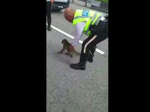 Salut, Polisi Malaysia Selamatkan Monyet yang Terluka