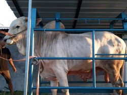 Ini Sapi Kurban Presiden Jokowi untuk Masjid Al-Akbar