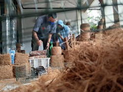 Sampah Kelapa Ternyata Masih Ada Harganya