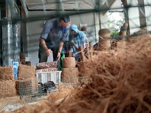 Sampah Kelapa Ternyata Masih Ada Harganya Sampah Kelapa Ternyata Masih Ada Harganya