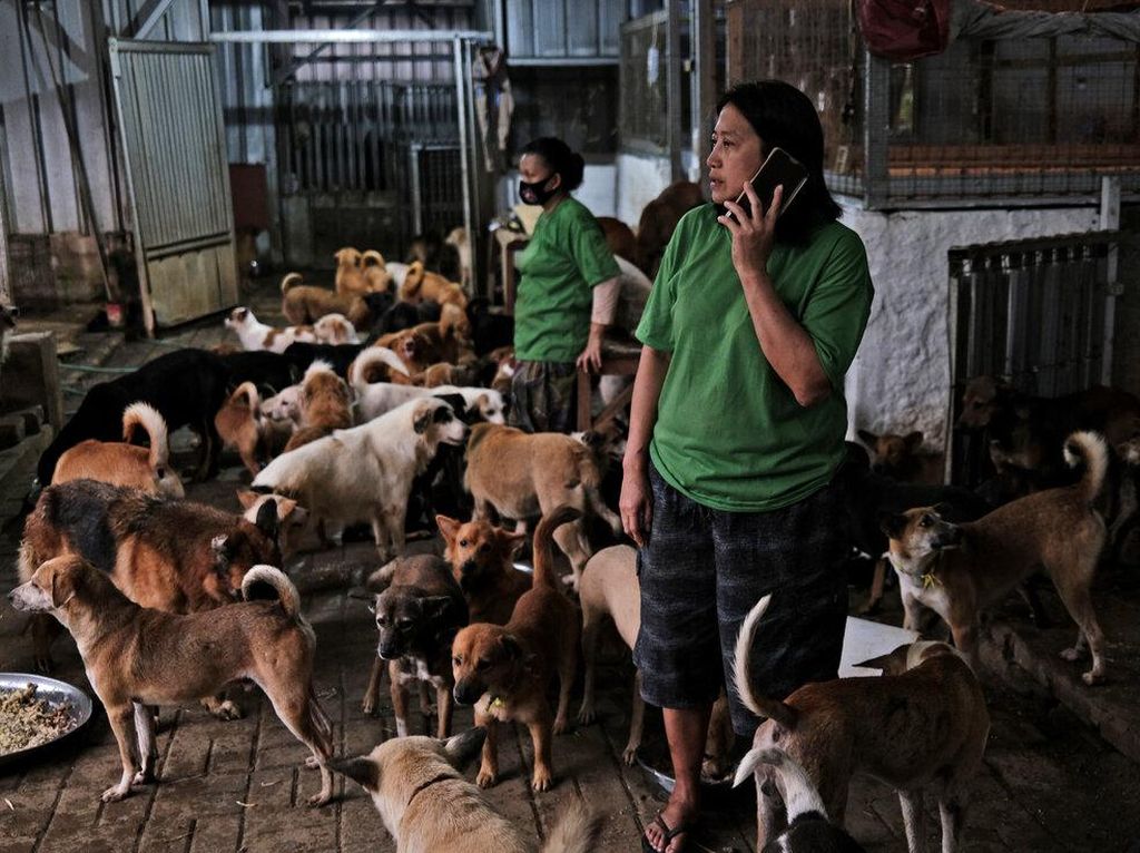 Pejaten Shelter, Surga untuk Anjing Tak Bertuan di Jakarta Pejaten Shelter, Surga untuk Anjing Tak Bertuan di Jakarta