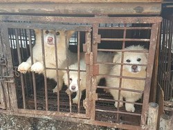 Duh! Masih Banyak yang Makan Sup Daging Anjing di Korea Selatan