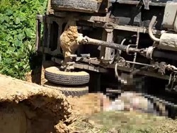 Pria di Pasangkayu Tewas Tertimpa Truk yang Terguling