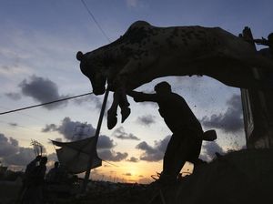 Jelang Idul Adha, RPH Kendari Cek Kesehatan Hewan Kurban