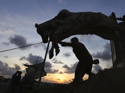 Jelang Idul Adha, RPH Kendari Cek Kesehatan Hewan Kurban