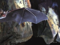 Mengapa Kelelawar Kebal Terhadap Penyakit yang Disebabkan Virus Corona?