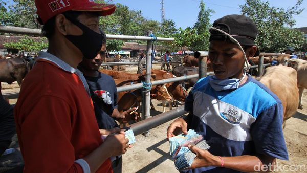Di Tempat Ini Pedagang Sapi Solo Kumpul Jelang Idul Adha