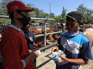 Di Tempat Ini Pedagang Sapi Solo Kumpul Jelang Idul Adha Di Tempat Ini Pedagang Sapi Solo Kumpul Jelang Idul Adha