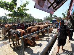 BNPB Anjurkan Pemotongan Qurban Dilakukan di Rumah Pemotongan Hewan