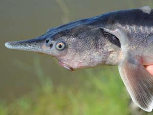 Ilmuwan Tak Sengaja Ciptakan Ikan Tongkol Bertampang Aneh