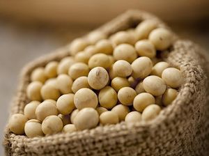 Kedelai Dunia Kian Mahal, Harga Tahu-Tempe Bersiap Melonjak! Kedelai Dunia Kian Mahal, Harga Tahu-Tempe Bersiap Melonjak!