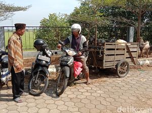 Ada Ojek Kambing di Kudus, Siap Antar Hewan untuk Sembelihan Kurban