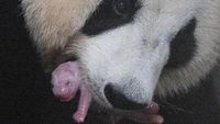 Potret Anak Panda Raksasa Pertama di Korea Selatan