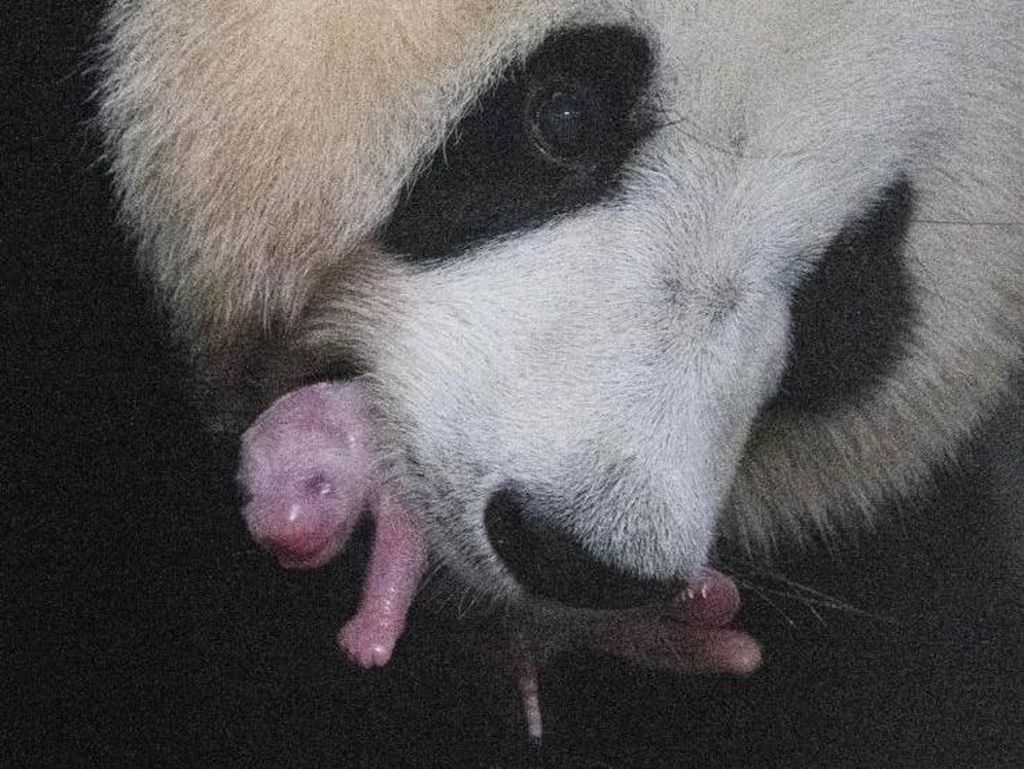 Potret Anak Panda Raksasa Pertama di Korea Selatan