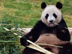 Selamat! Panda Raksasa Tertua di AS Punya Anak