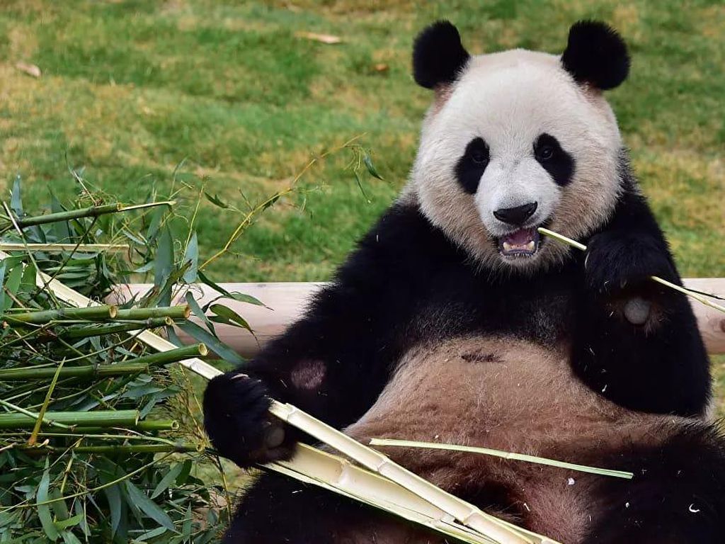 Stok Bambu Menipis, 2 Panda di Kebun Binatang Kanada dalam Bahaya Stok Bambu Menipis, 2 Panda di Kebun Binatang Kanada dalam Bahaya