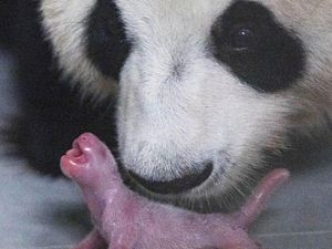 Pertama Kalinya, Anak Panda Raksasa Lahir di Korea Selatan