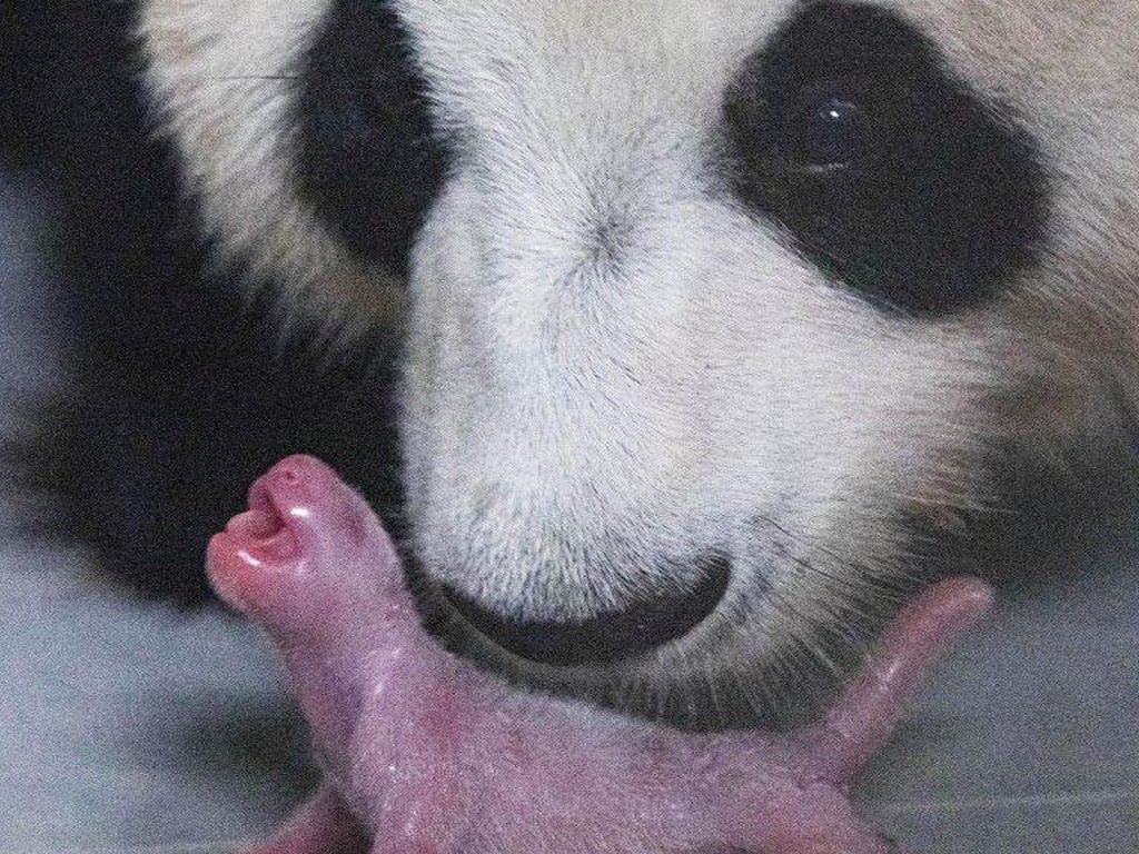 Pertama Kalinya, Anak Panda Raksasa Lahir di Korea Selatan Pertama Kalinya, Anak Panda Raksasa Lahir di Korea Selatan