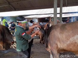 Sapi Betina Dijual untuk Hewan Kurban, Pemkab Brebes Lakukan Ini