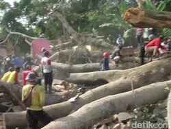 Pohon Raksasa Timpa 5 Rumah di Subang, 1 Orang Tewas
