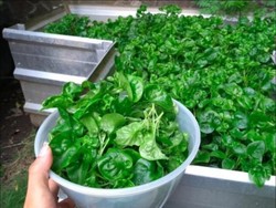 Ruang Terbuka Publik, Kebun Rumah, dan Mitigasi Dampak Corona