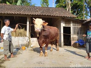 Melihat Sapi Jumbo di Magelang yang Beratnya Capai 1,1 Ton