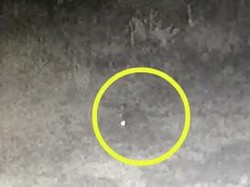 Makhluk Pengisap Darah Ternak Muncul Terekam Kamera