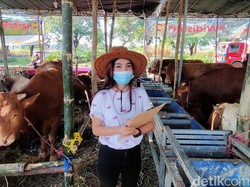 Beli Hewan Kurban di Surabaya, SPG Cantik Ini Akan Menemani Anda