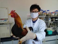 Ini Asal-usul Ayam, Pertama Kali Menyeberang Jalan di Asia Tenggara