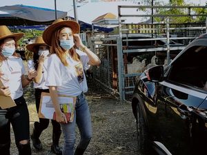 Bak Dealer Mobil, Beli Sapi Kurban di Sini Dilayani SPG Cantik