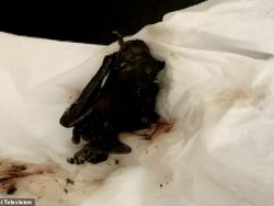 Temukan Bangkai Kelelawar Saat Makan Sup, Keluarga di Wuhan Ini Panik