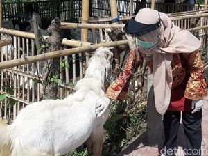 Banyuwangi Keluarkan Panduan Transaksi Hewan Kurban