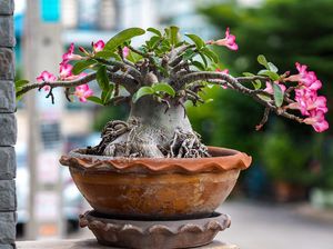 Cara Merawat Tanaman Hias Adenium, Jangan Lakukan 5 Kesalahan Ini