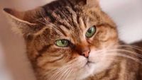Potret Gli, Kucing yang Tinggal di Hagia Sophia selama 16 Tahun